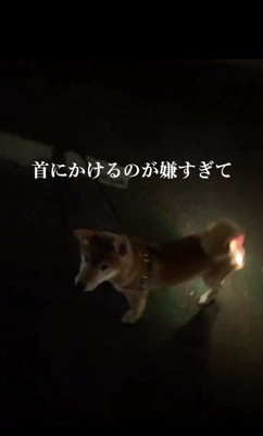 首にかけるのが嫌だったしもんくん