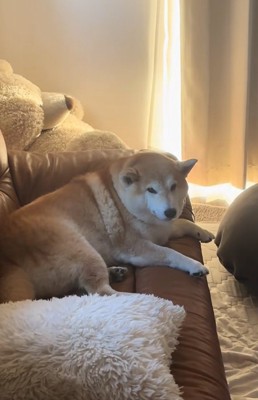 ひとりになったるるちゃん