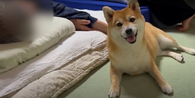 布団の横で伏せをしながらカメラ目線で笑っている柴犬