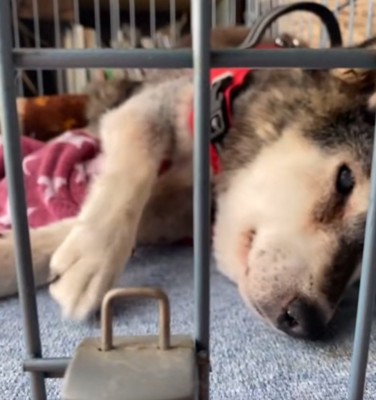 横になる犬