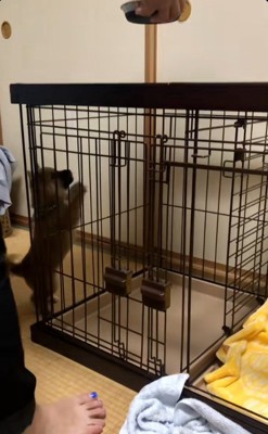 立ち上がってご飯を見る福ちゃん