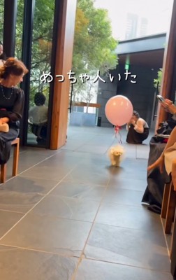 式場に入場する犬