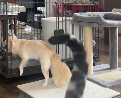 猫と入れ替わりケージに入る犬