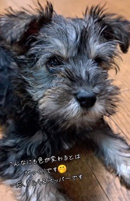 真っ黒のえびすくん