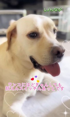 撫でられてスイッチが入るトニーくん9