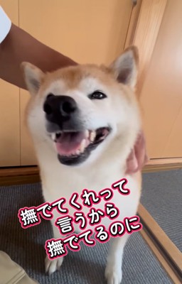 撫でてもらう柴犬