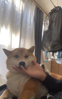 部屋で横になりながら男性にアゴの下を撫でられる柴犬