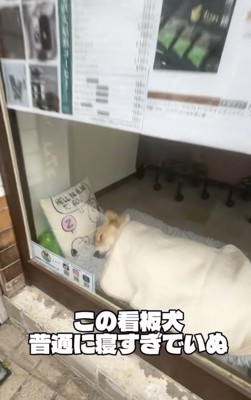 寝ている…