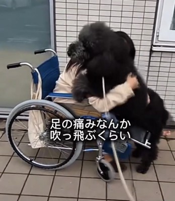 車椅子の女性に寄り添う犬