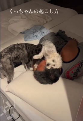 顔に乗る犬1