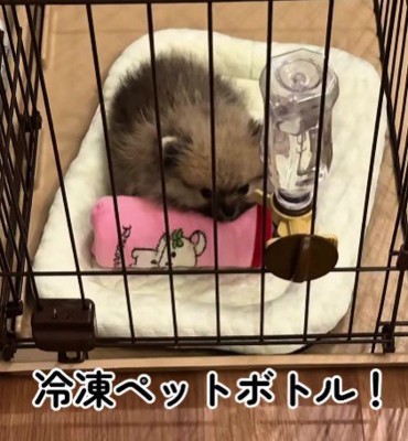 冷凍ペットボトルを与えると…