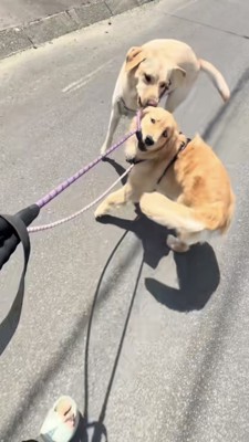 リードをくわえるラブラドール