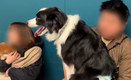 ボーダーコリー