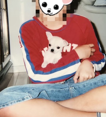 人の膝でくつろぐ犬