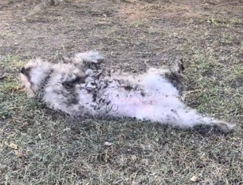 寝転がって、泥まみれになった体を芝生にこすりつける犬