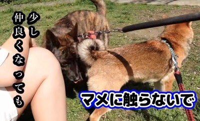 人のそばで柴犬をかばうような犬