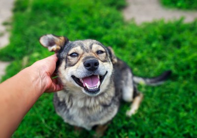 飼い主になでられて幸せそうな表情の犬