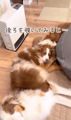 体が長く見えるガルチェロくん5