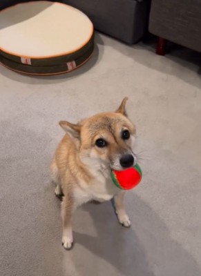 ボールを咥えたまま飼い主をお出迎えする犬