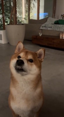 飼い主が話している姿を首をかしげながら聞く犬