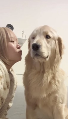 ちゅーされそうなのを横目で見るゴールデンレトリバー