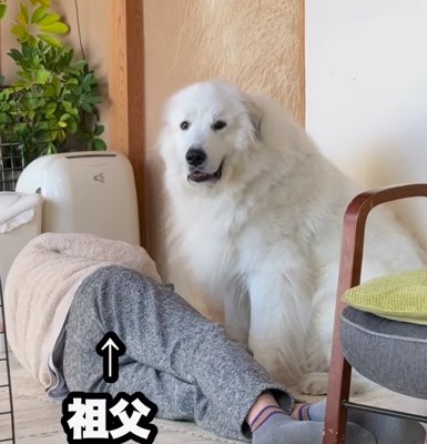 寝ているおじいちゃんの横に正面を見ている超大型犬
