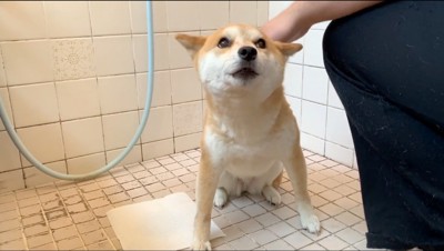 不安そうな犬を撫でる飼い主