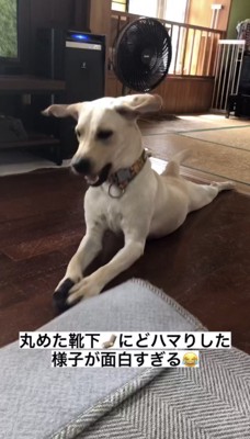 靴下を押さえて伏せる犬