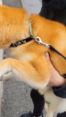 スタッフに抱っこされる犬