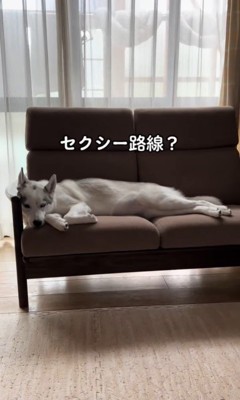 アシㇼちゃんの寝相5