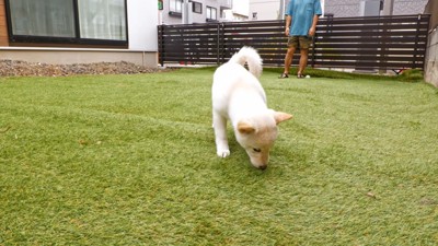 においを嗅ぐ白い犬