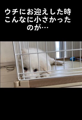 ハクくんの成長4