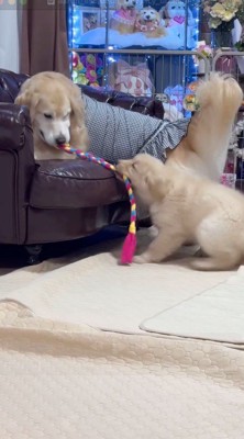 成犬が咥えているロープを咥えてひっぱる子犬