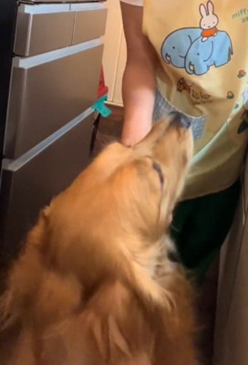 飼い主を見上げる犬