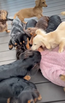 女の子の顔を舐める犬