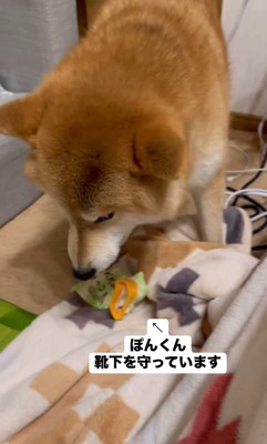 靴下を取られたぽんず君