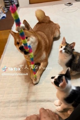 おもちゃで遊ぶこむぎさん