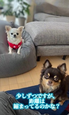 幸せを掴んだしずと君9