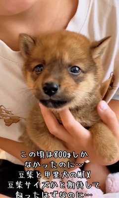 手のひらサイズの小鉄くん