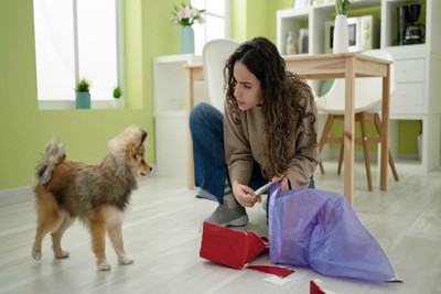 ポメラニアンの子犬と女性