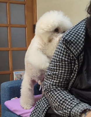 肩に寄りかかる犬