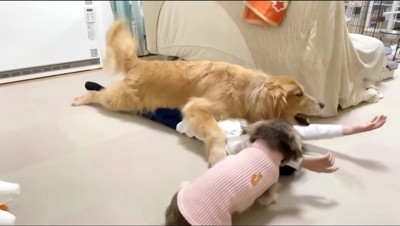 大型犬に乗られて両手を頭の方に伸ばす女の子