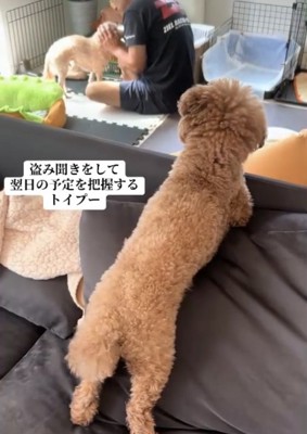 ソファの向こうで話すパパと犬