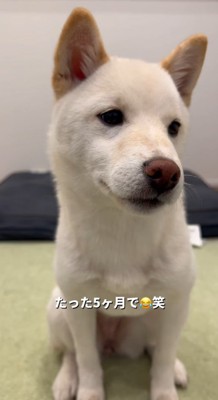 まだまだ子犬だよ♪