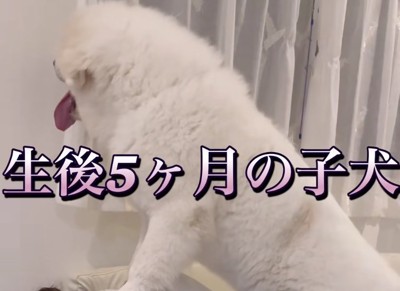 モッフモフのチャックくん
