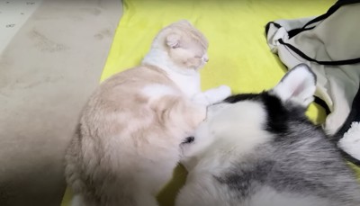 猫のお腹に顔を埋める犬