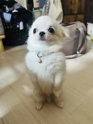 キャラ