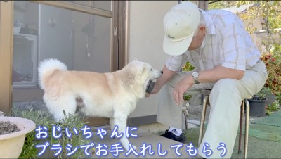 椅子に腰掛けて犬をブラッシングする男性