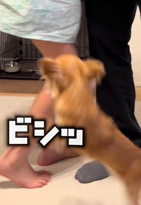お姉ちゃんを叩くチャイちゃん