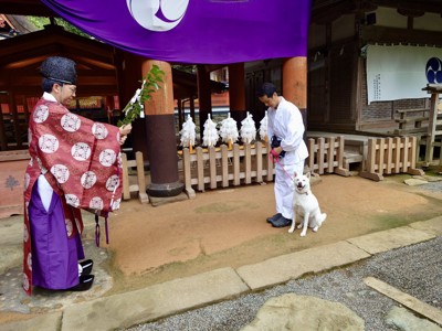 神事や催事でも活躍